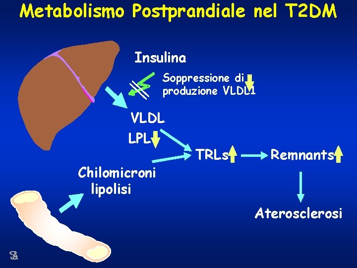 Metabolismo Postprandiale nel T 2 DM Insulina Soppressione di produzione VLDL 1 VLDL LPL