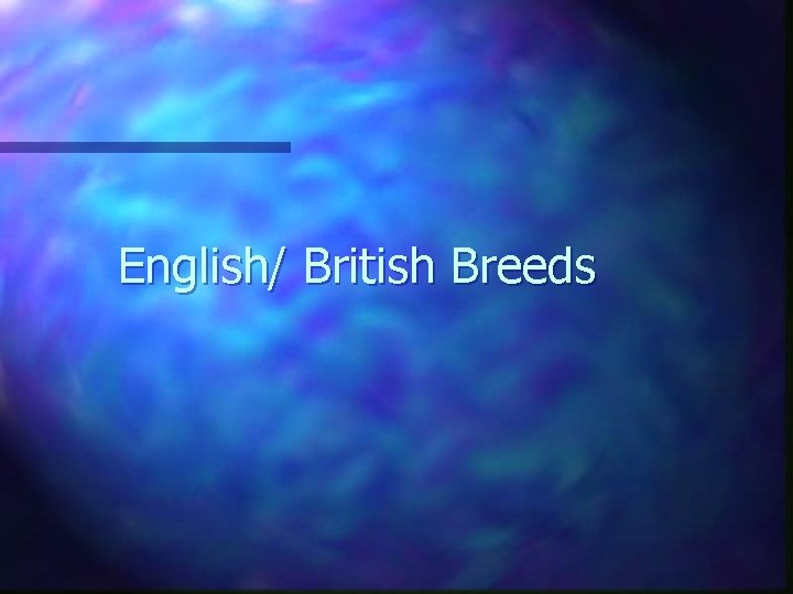 English/ British Breeds 