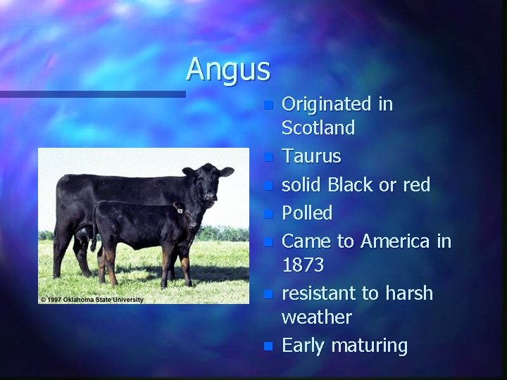 Angus n n n n Originated in Scotland Taurus solid Black or red Polled