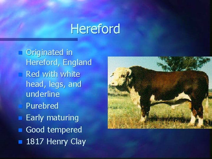 Hereford n n n Originated in Hereford, England Red with white head, legs, and