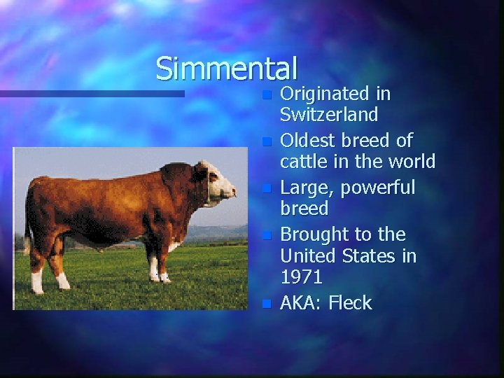 Simmental n n n Originated in Switzerland Oldest breed of cattle in the world