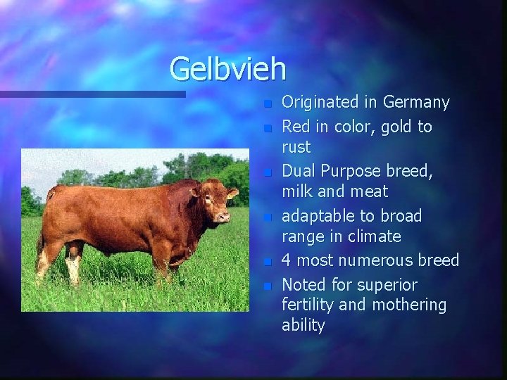 Gelbvieh n n n Originated in Germany Red in color, gold to rust Dual