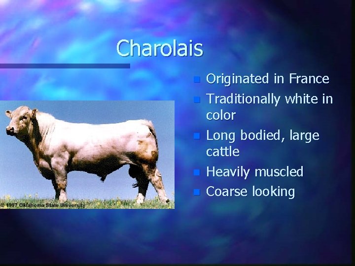 Charolais n n n Originated in France Traditionally white in color Long bodied, large