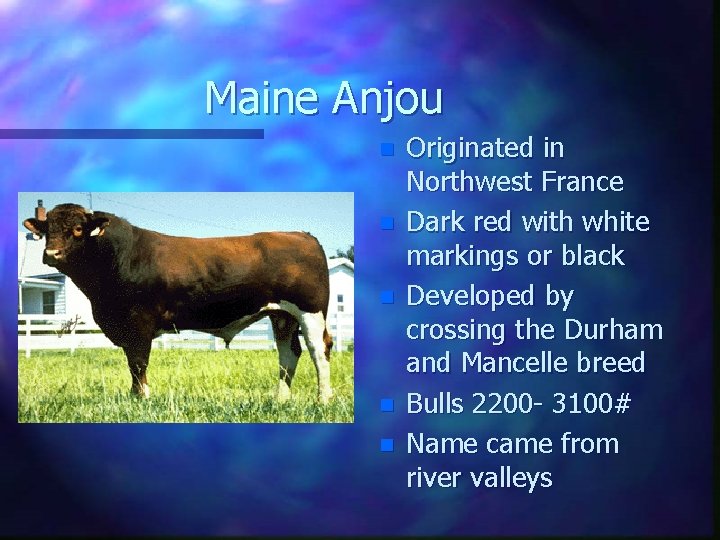 Maine Anjou n n n Originated in Northwest France Dark red with white markings