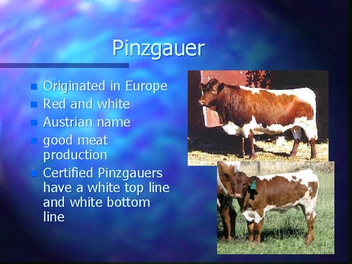 Pinzgauer n n n Originated in Europe Red and white Austrian name good meat
