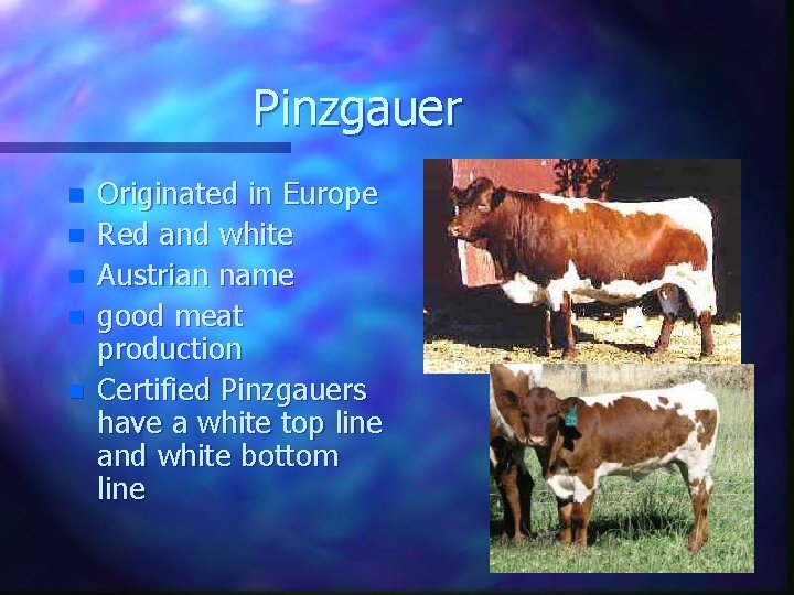 Pinzgauer n n n Originated in Europe Red and white Austrian name good meat