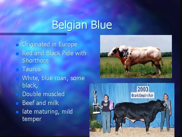 Belgian Blue n n n n Originated in Europe Red and Black Pide with