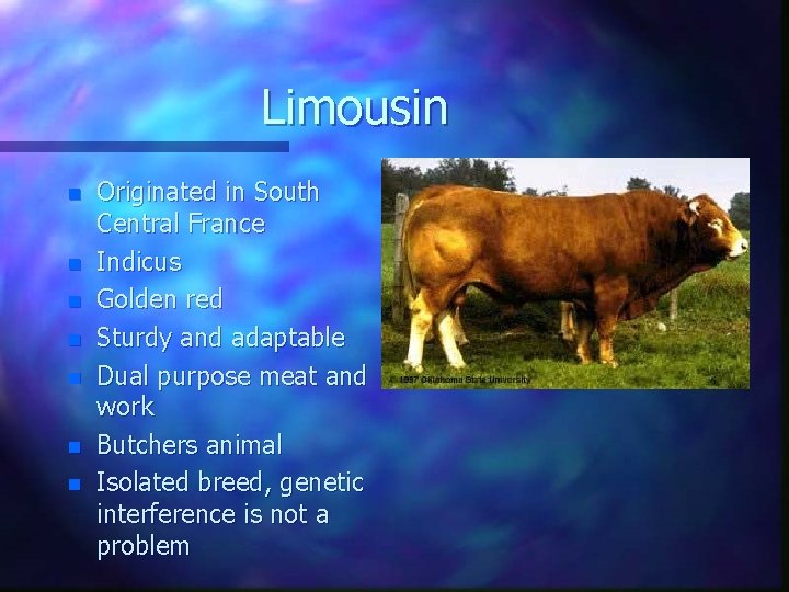 Limousin n n n Originated in South Central France Indicus Golden red Sturdy and