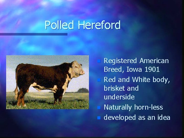 Polled Hereford n n Registered American Breed, Iowa 1901 Red and White body, brisket
