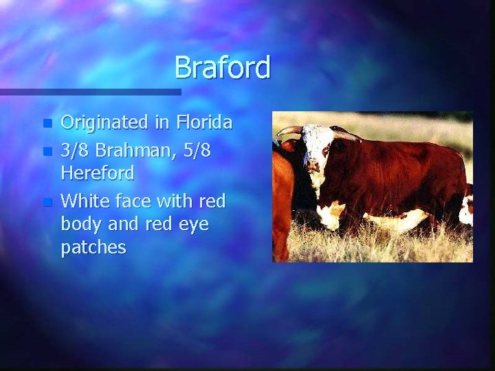 Braford n n n Originated in Florida 3/8 Brahman, 5/8 Hereford White face with