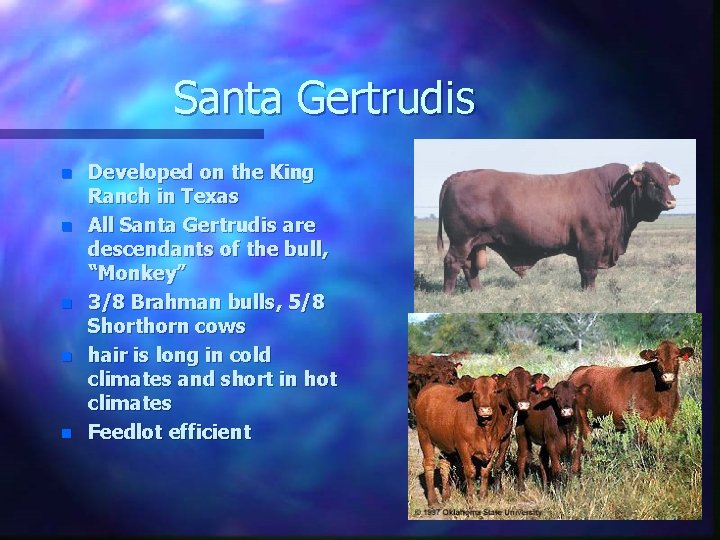 Santa Gertrudis n n n Developed on the King Ranch in Texas All Santa