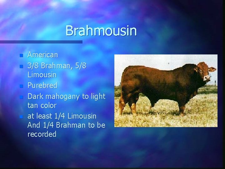 Brahmousin n n American 3/8 Brahman, 5/8 Limousin Purebred Dark mahogany to light tan