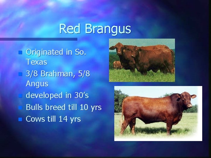 Red Brangus n n n Originated in So. Texas 3/8 Brahman, 5/8 Angus developed