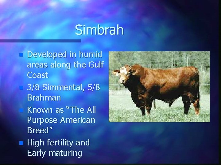 Simbrah n n Developed in humid areas along the Gulf Coast 3/8 Simmental, 5/8