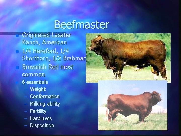 Beefmaster n n Originated Lasater Ranch, American 1/4 Hereford, 1/4 Shorthorn, 1/2 Brahman Brownish