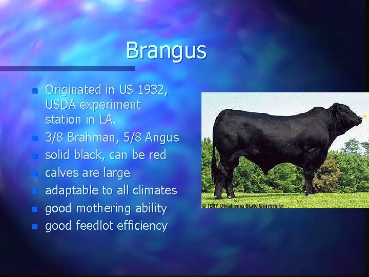 Brangus n n n n Originated in US 1932, USDA experiment station in LA.