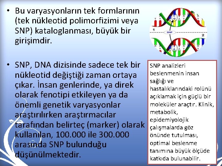  • Bu varyasyonların tek formlarının (tek nükleotid polimorfizimi veya SNP) kataloglanması, büyük bir