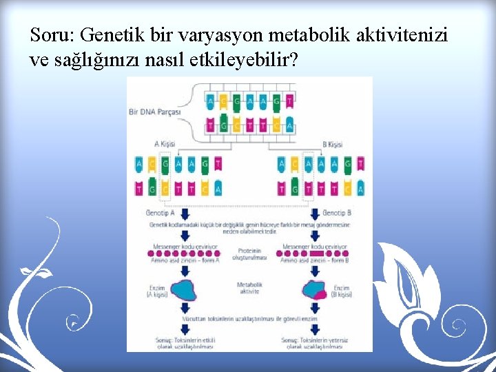 Soru: Genetik bir varyasyon metabolik aktivitenizi ve sağlığınızı nasıl etkileyebilir? 