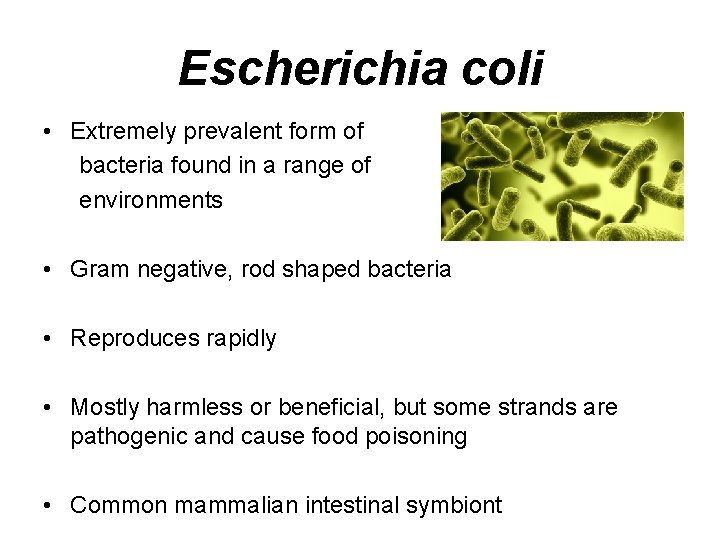 Escherichia coli • Extremely prevalent form of bacteria found in a range of environments