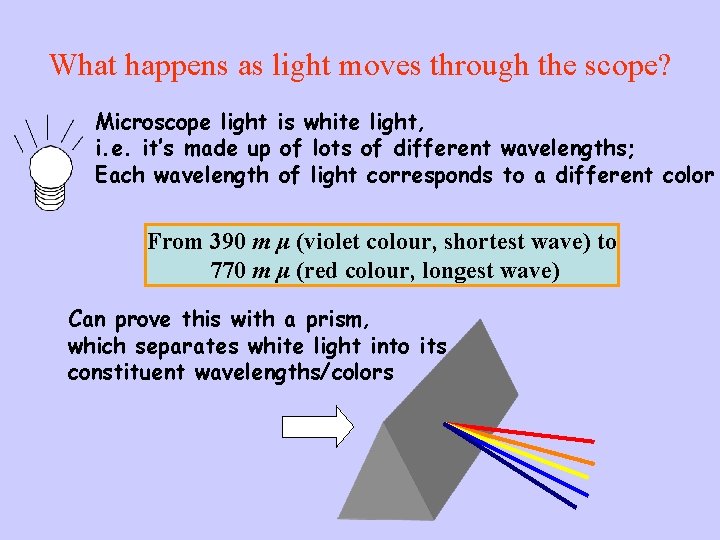 What happens as light moves through the scope? Microscope light is white light, i.