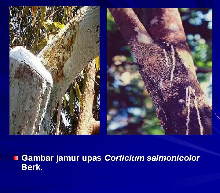 Gambar jamur upas Corticium salmonicolor Berk. 