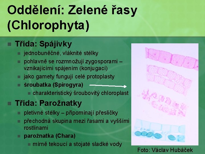 Oddělení: Zelené řasy (Chlorophyta) n Třída: Spájivky n n n jednobuněčné, vláknité stélky pohlavně