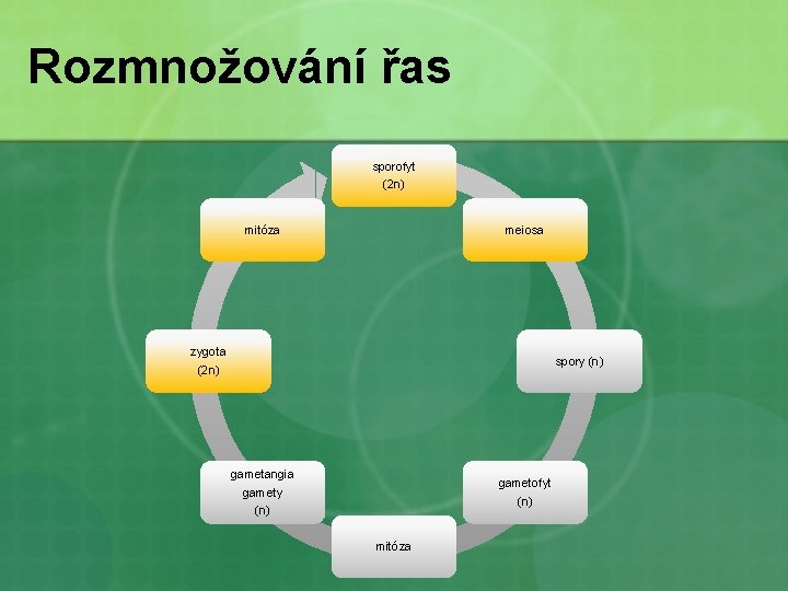 Rozmnožování řas sporofyt (2 n) mitóza meiosa zygota (2 n) spory (n) gametangia gamety