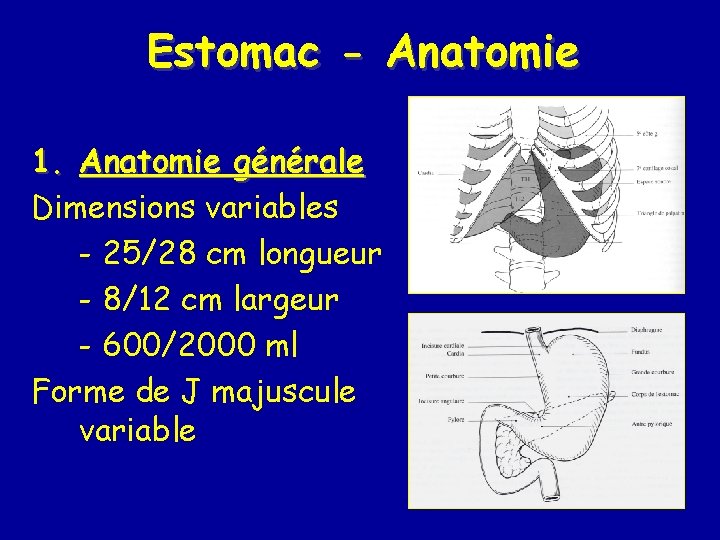 Estomac - Anatomie 1. Anatomie générale Dimensions variables - 25/28 cm longueur - 8/12