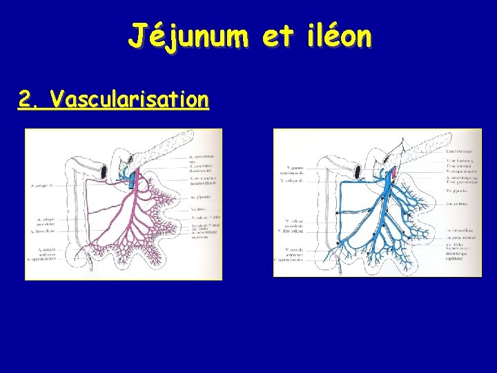 Jéjunum et iléon 2. Vascularisation 