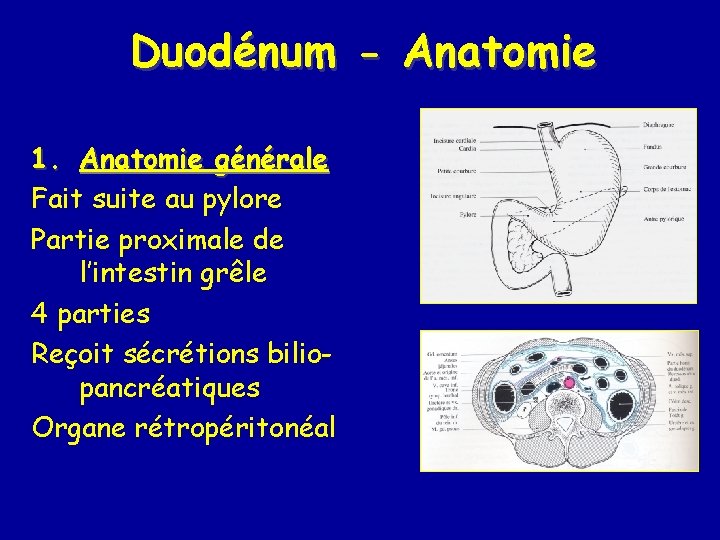 Duodénum - Anatomie 1. Anatomie générale Fait suite au pylore Partie proximale de l’intestin