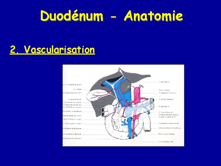 Duodénum - Anatomie 2. Vascularisation 