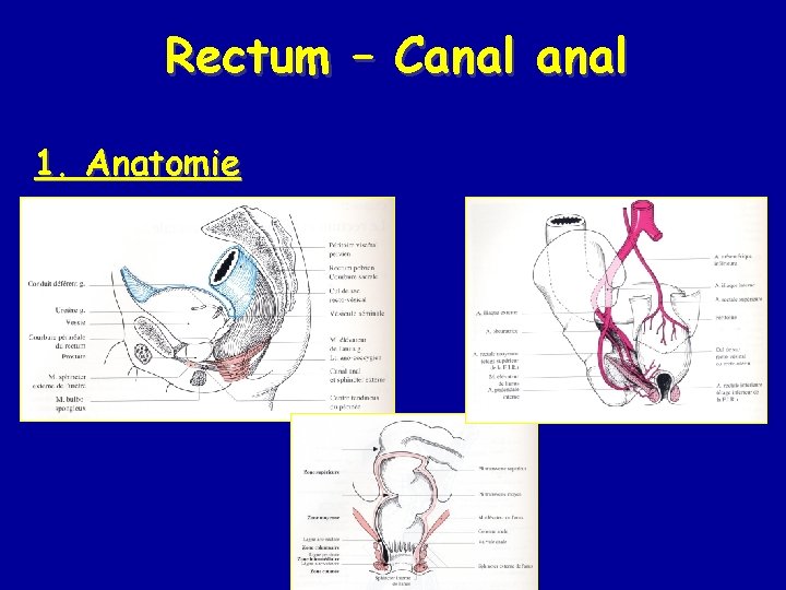 Rectum – Canal 1. Anatomie 