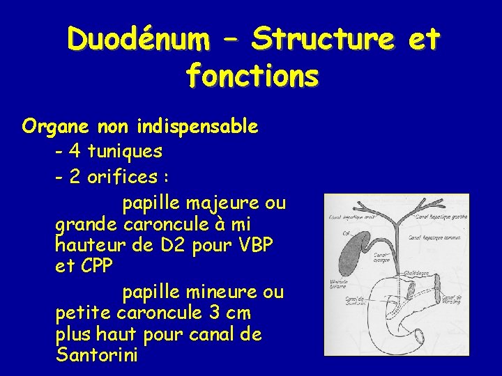Duodénum – Structure et fonctions Organe non indispensable - 4 tuniques - 2 orifices