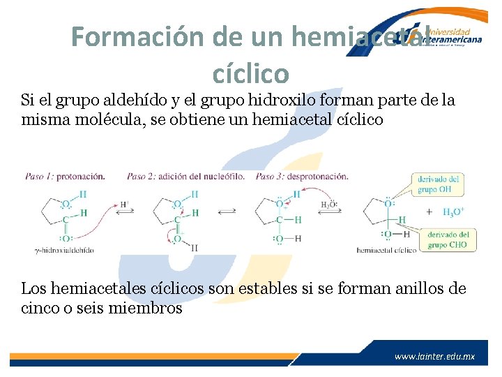 Formación de un hemiacetal cíclico Si el grupo aldehído y el grupo hidroxilo forman