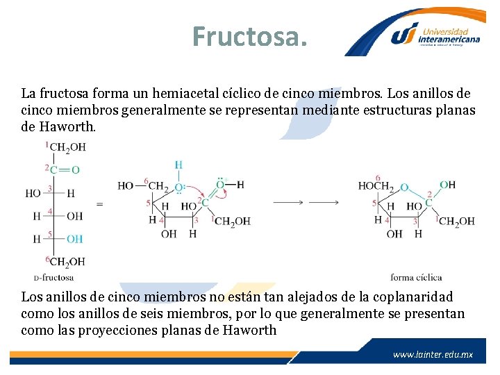 Fructosa. La fructosa forma un hemiacetal cíclico de cinco miembros. Los anillos de cinco