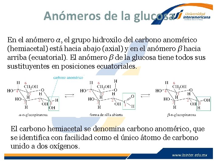 Anómeros de la glucosa En el anómero α, el grupo hidroxilo del carbono anomérico