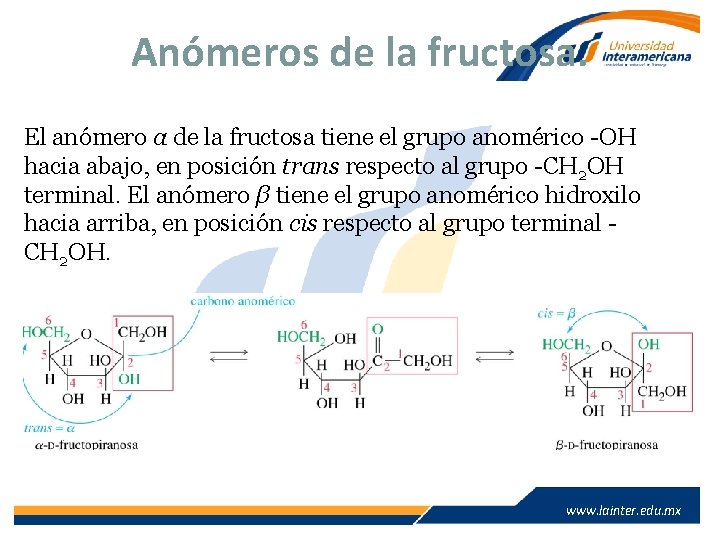 Anómeros de la fructosa. El anómero α de la fructosa tiene el grupo anomérico