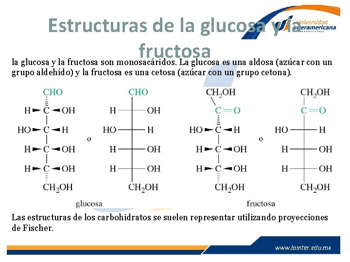 Estructuras de la glucosa y la fructosa son monosacáridos. La glucosa es una aldosa