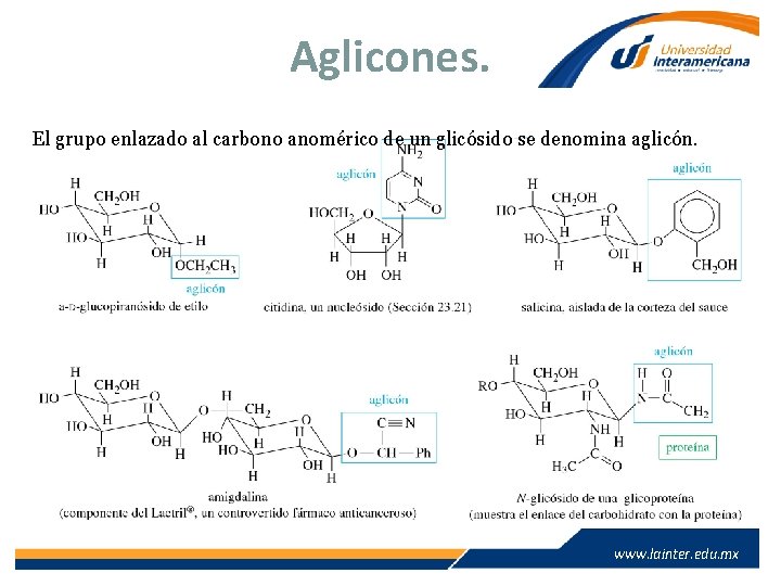 Aglicones. El grupo enlazado al carbono anomérico de un glicósido se denomina aglicón. www.