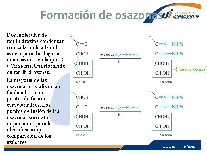 Formación de osazonas. Dos moléculas de fenilhidrazina condensan con cada molécula del azúcar para