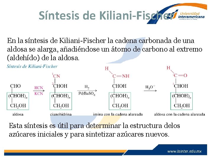 Síntesis de Kiliani-Fischer En la síntesis de Kiliani-Fischer la cadena carbonada de una aldosa