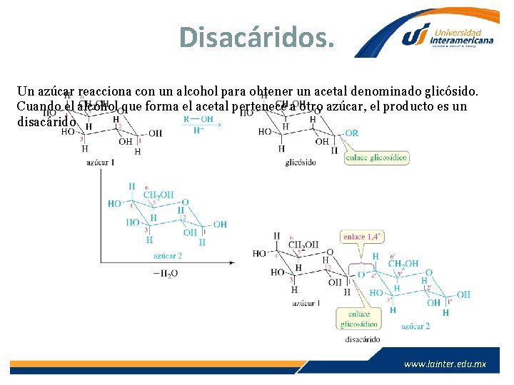 Disacáridos. Un azúcar reacciona con un alcohol para obtener un acetal denominado glicósido. Cuando