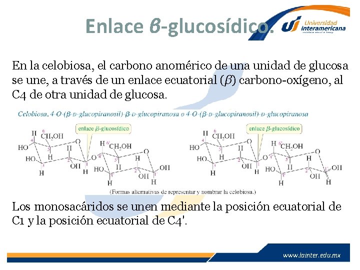 Enlace β-glucosídico. En la celobiosa, el carbono anomérico de una unidad de glucosa se