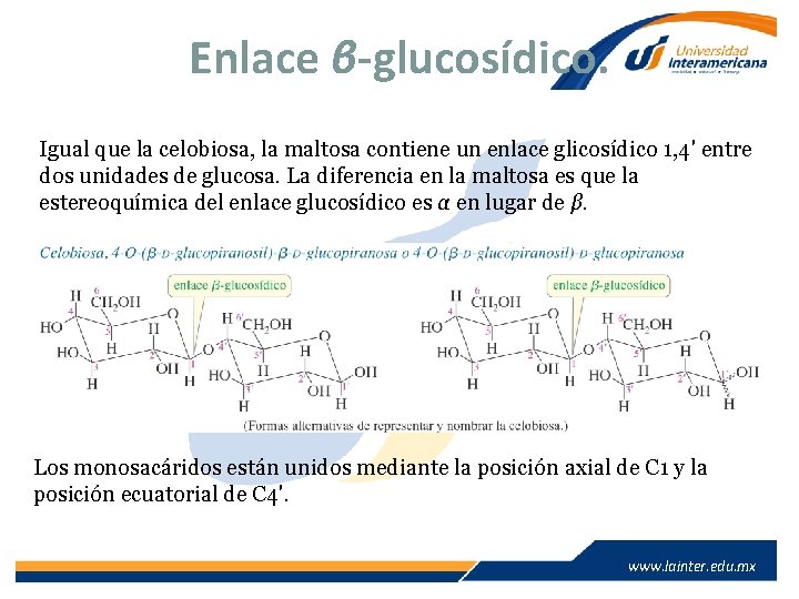 Enlace β-glucosídico. Igual que la celobiosa, la maltosa contiene un enlace glicosídico 1, 4'