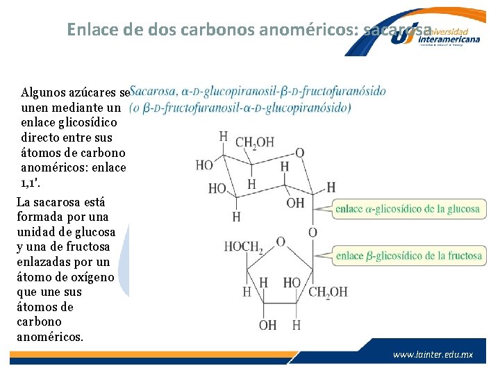 Enlace de dos carbonos anoméricos: sacarosa Algunos azúcares se unen mediante un enlace glicosídico