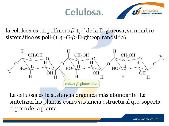 Celulosa. la celulosa es un polímero β-1, 4' de la D-glucosa, su nombre sistemático