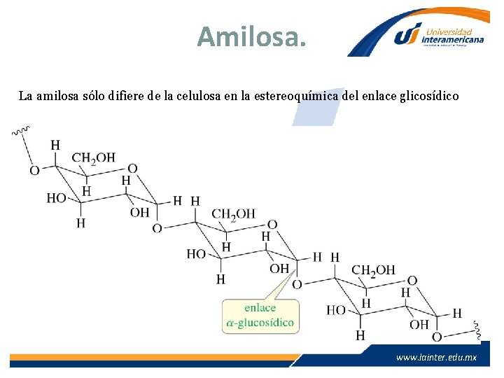 Amilosa. La amilosa sólo difiere de la celulosa en la estereoquímica del enlace glicosídico