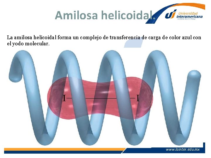 Amilosa helicoidal. La amilosa helicoidal forma un complejo de transferencia de carga de color