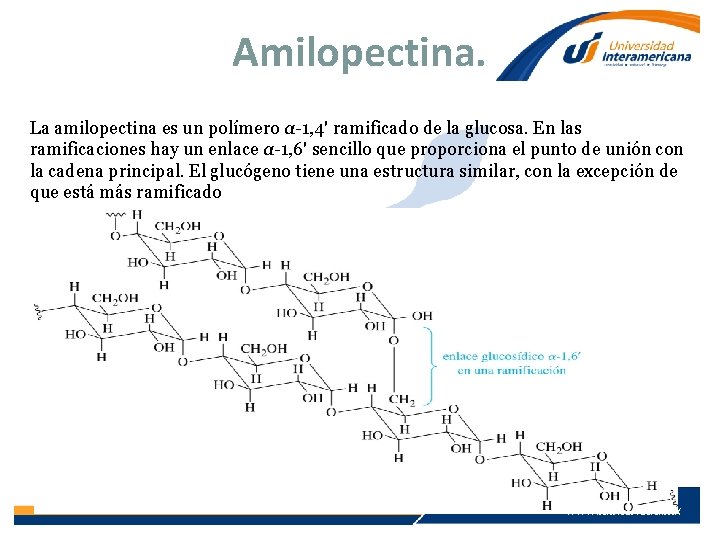 Amilopectina. La amilopectina es un polímero α-1, 4' ramificado de la glucosa. En las