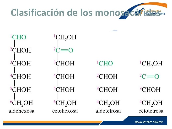 Clasificación de los monosacáridos www. lainter. edu. mx 